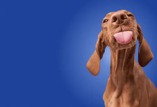 Lobo Azul